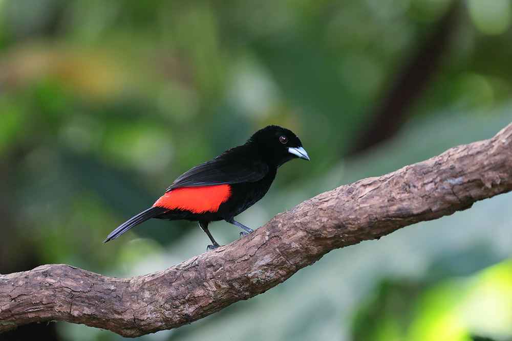 Passerini 's Tanager